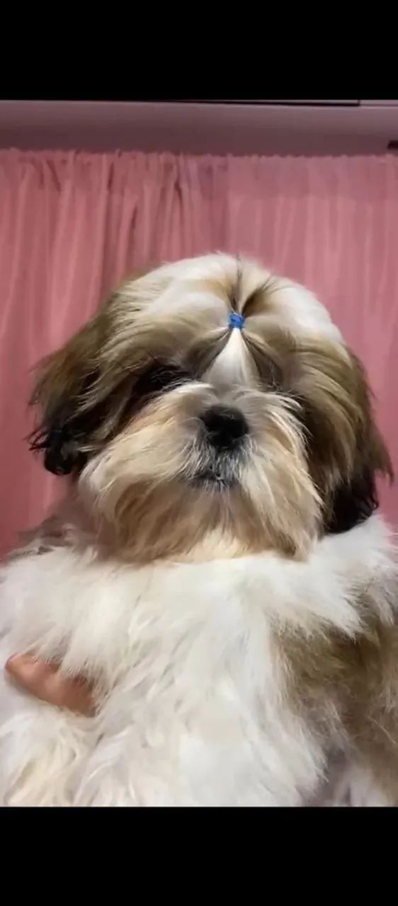 Shih Tzu 