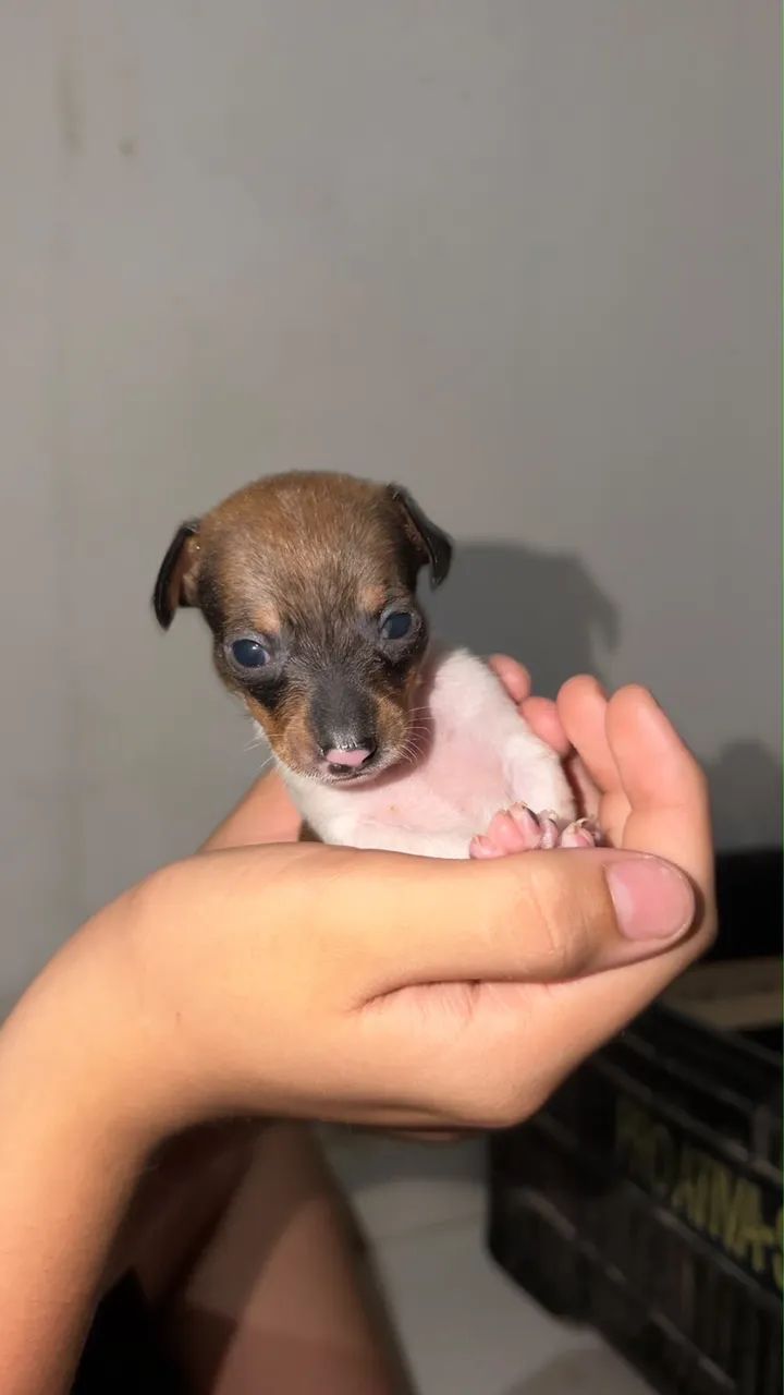 Pinscher zero - macho - Foto 2