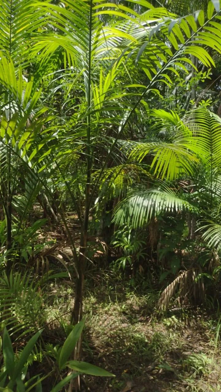 Terreno com mais de 360.000 m² - Foto 2