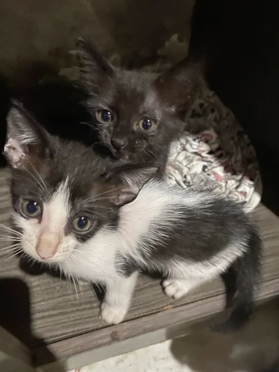 Doa-se gatinhos - Foto 2