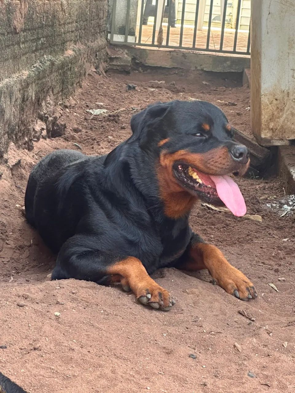 Cachorro - Foto 2