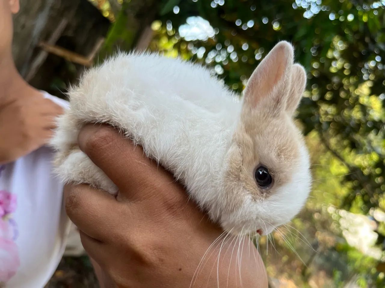 Coelho mini  - Foto 4