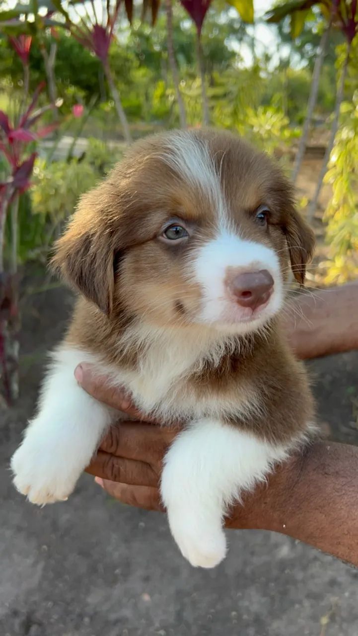 Border Collie  - Foto 2