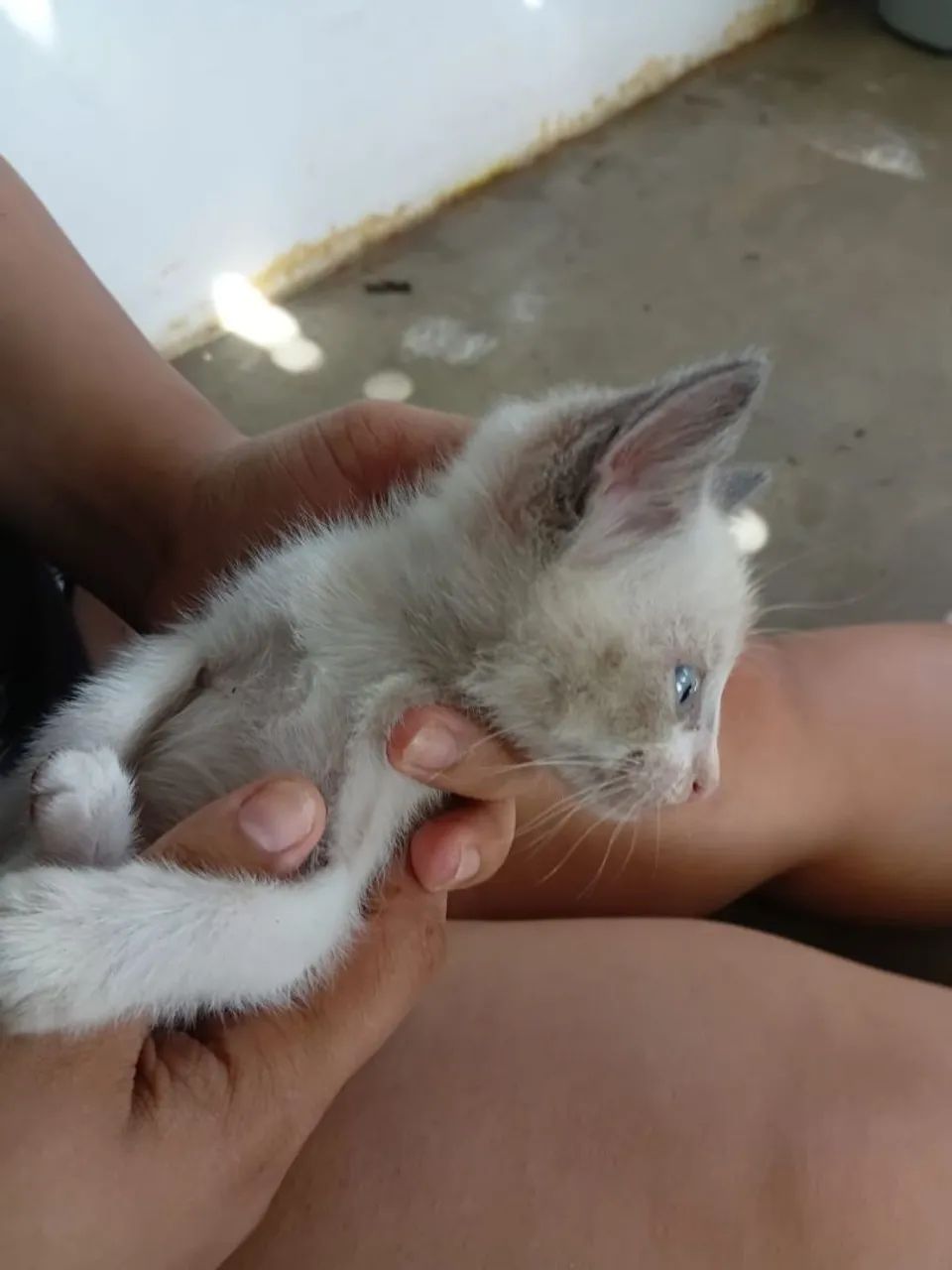 Gatinha de quase dois meses - Foto 4