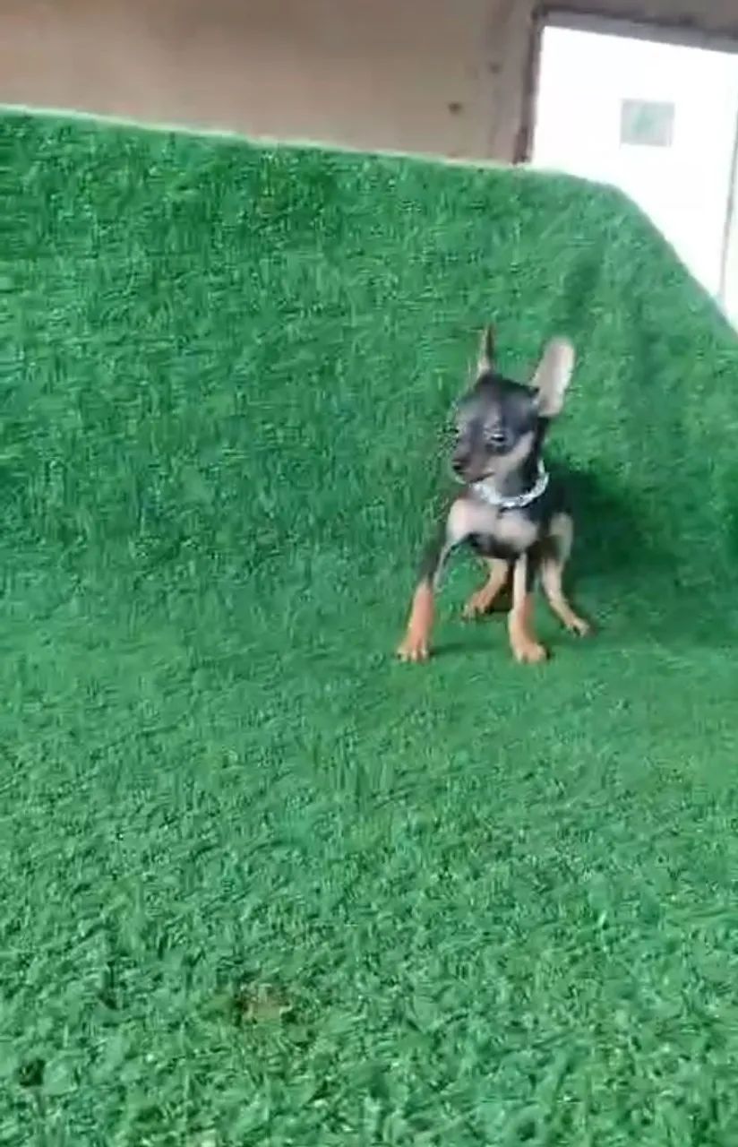 Pinscher o mais procurado exemplar  - Foto 2