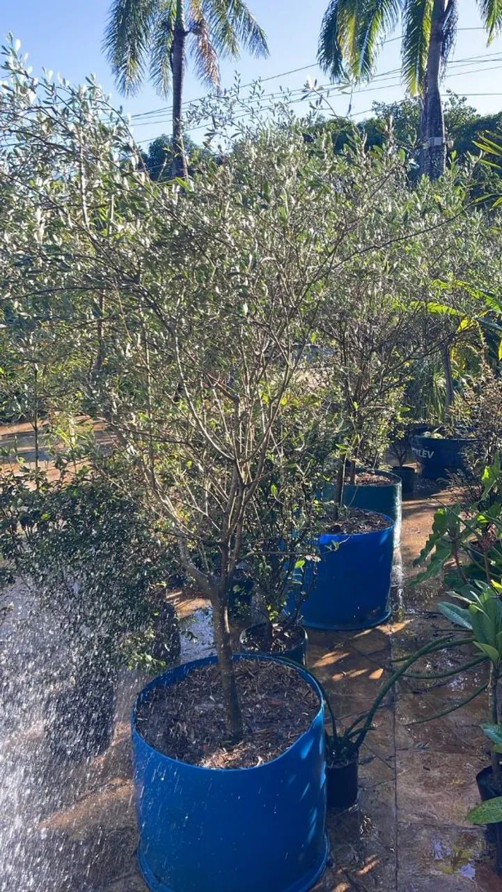 Oliveiras  - Foto 4