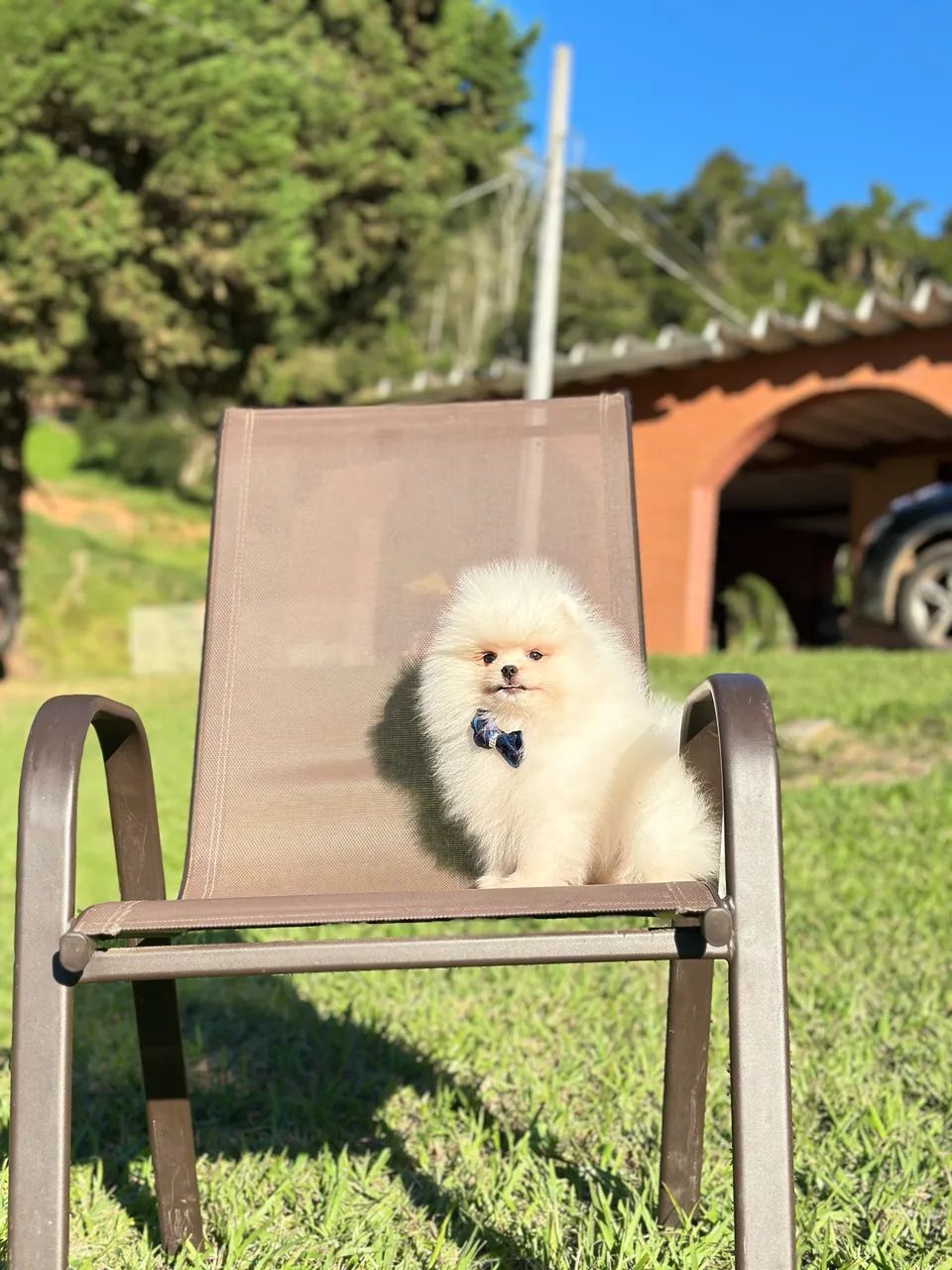 Spitz alemão Ursinho 