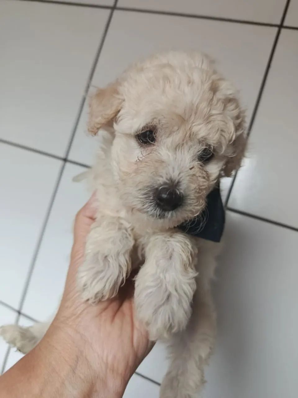 Lindos machinhos  - Foto 2