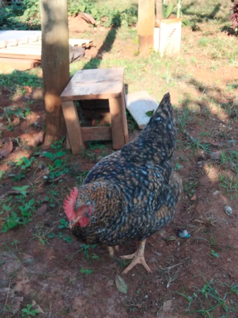 Galinhas carijó 