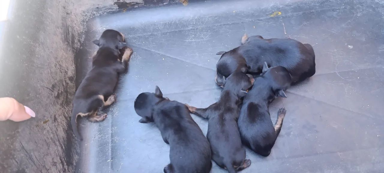 Vende- se cachorro Pincher  - Foto 4