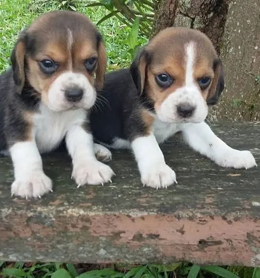 Beagle 13 polegadas mine pronta entrega 