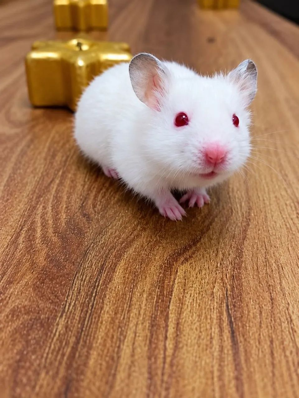 HAMSTER