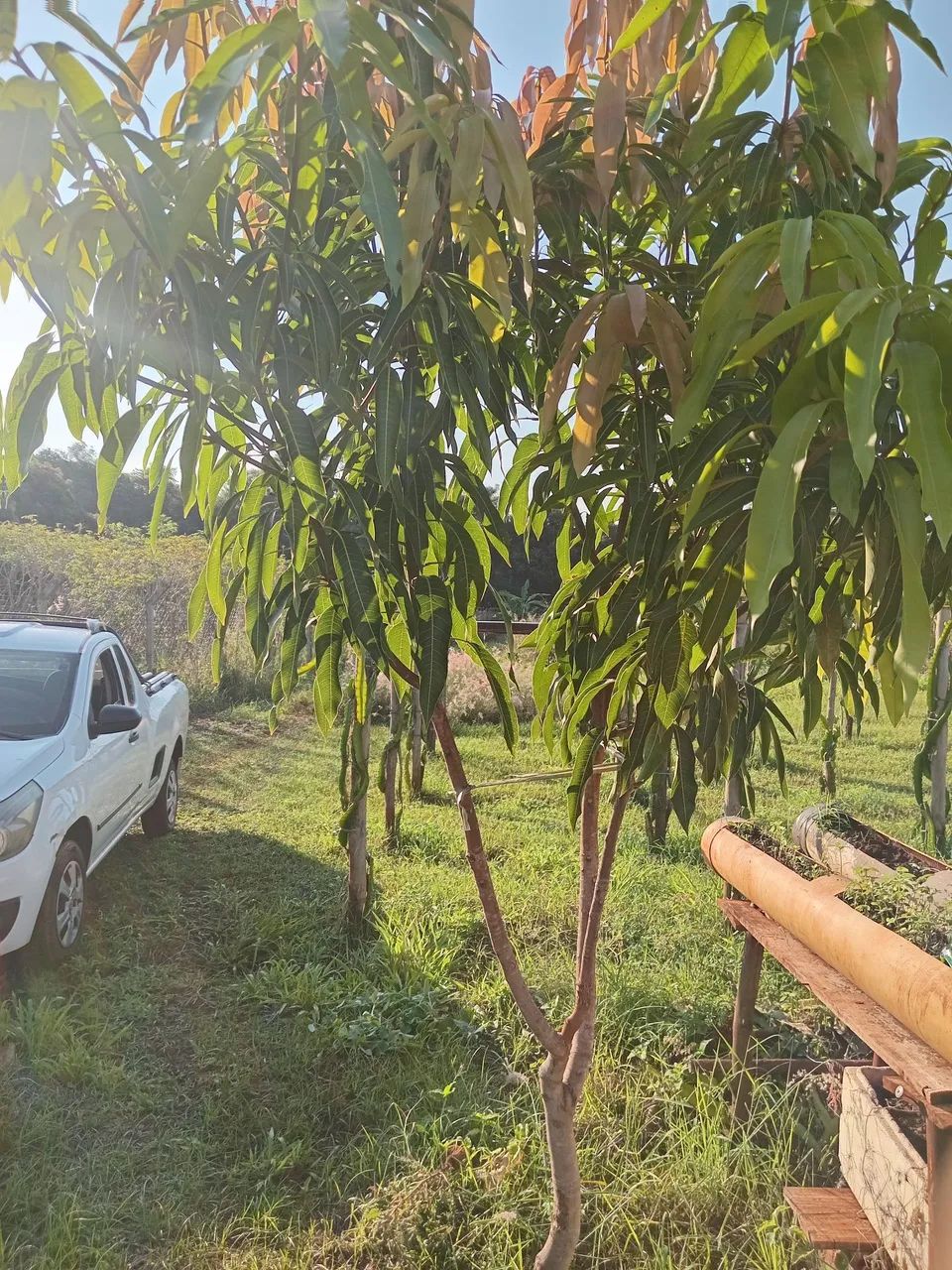 Vende chácara no recanto Jabur, localizada  entre Sertanópolis e Sertaneja.. - Foto 4
