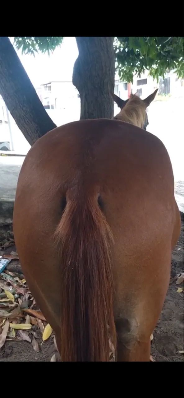 Égua Pequira  - Foto 3