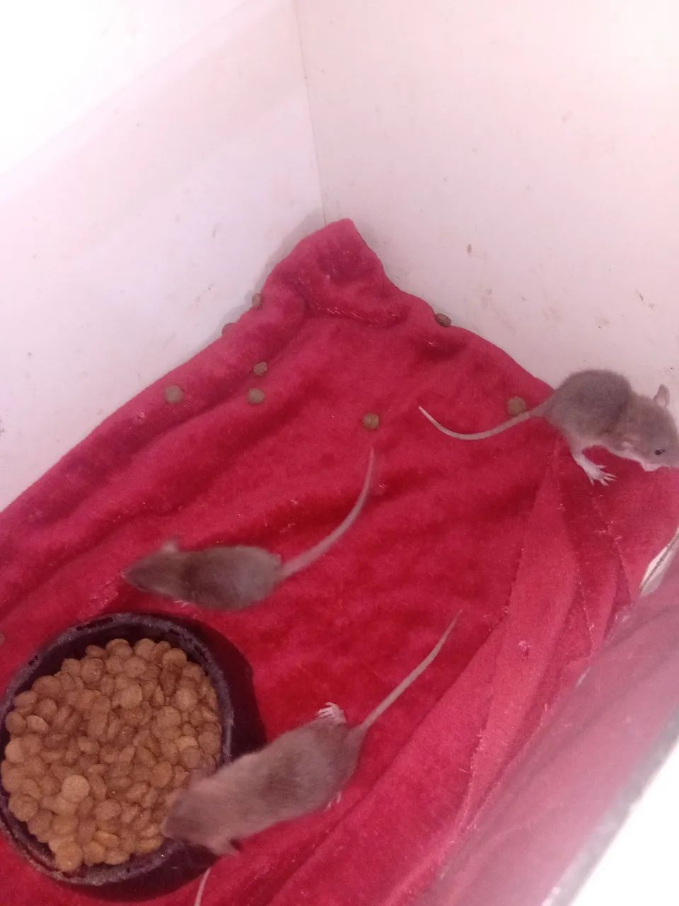 Ratos twister 