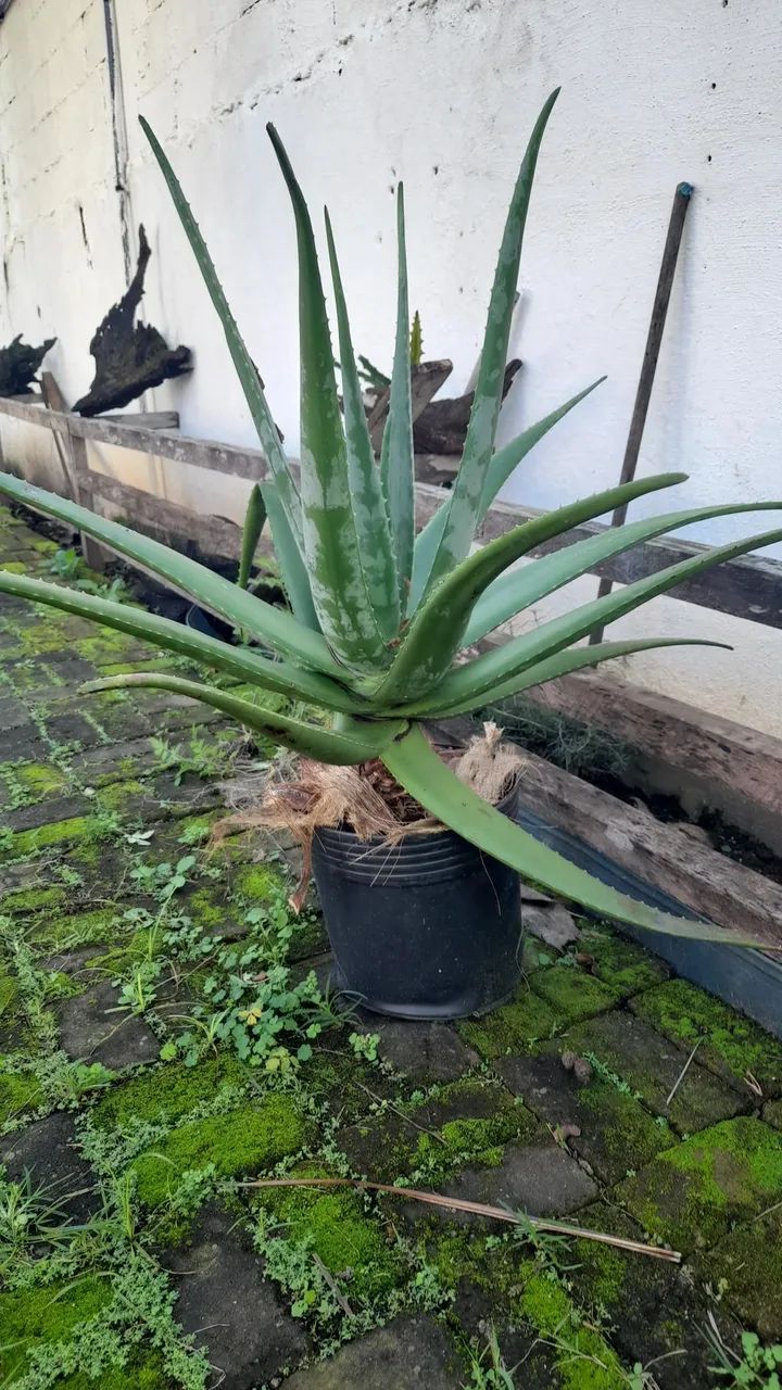 Mudas de Aloe Vera. Saudáveis e Bem-Cuidadas