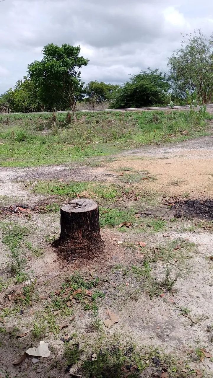 Vendo sítio  - Foto 2