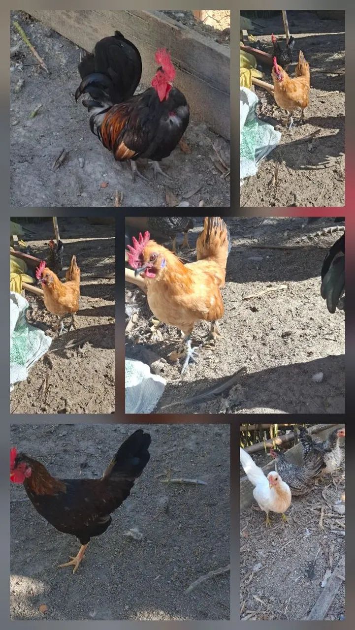 Garnizés!! - Foto 2