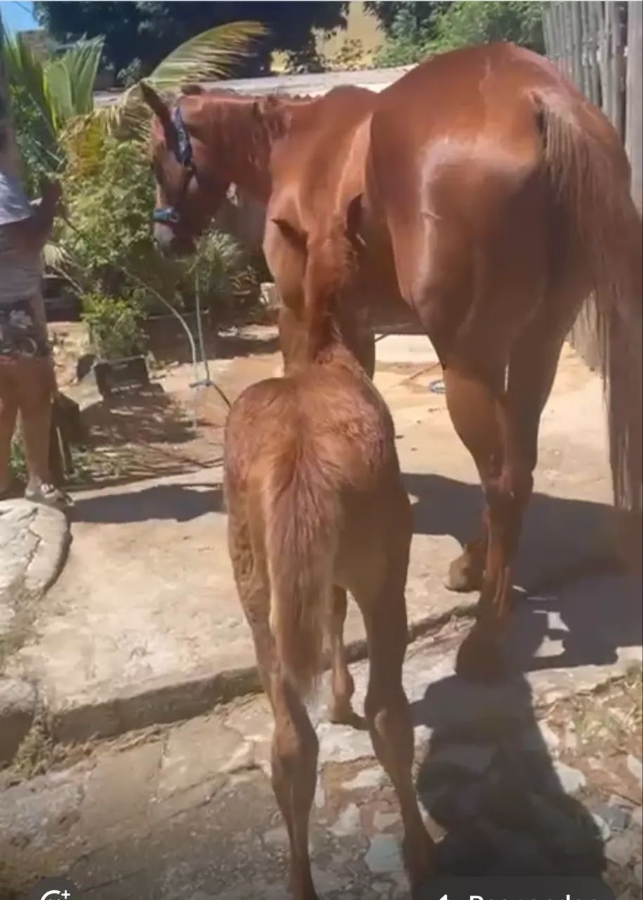 Potro quarto de milha, macho, possível documentação  - Foto 2
