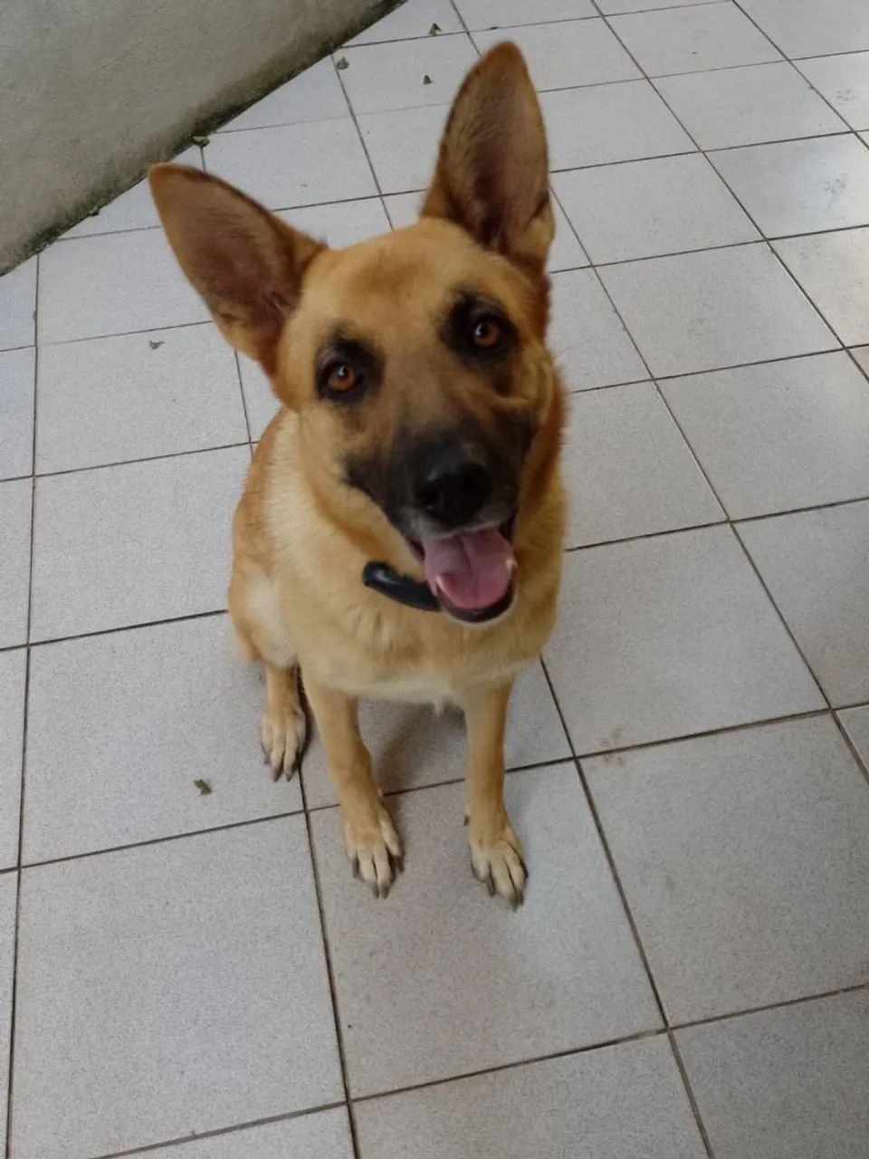 Adoção  - Foto 2
