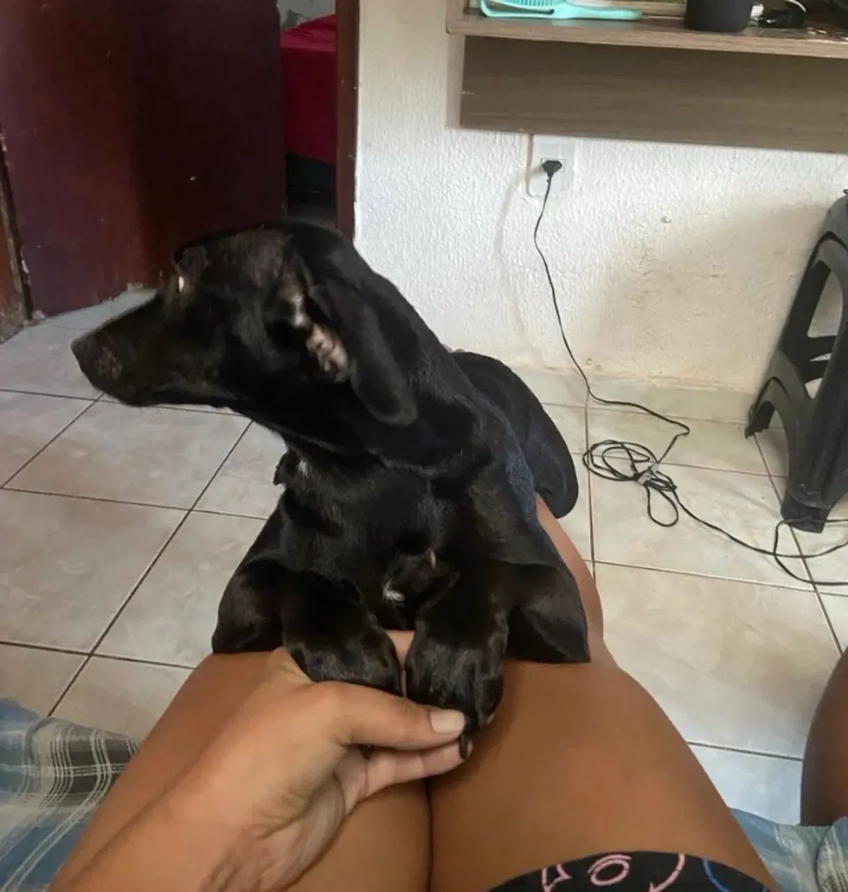Doação responsável- cão salsicha  - Foto 2
