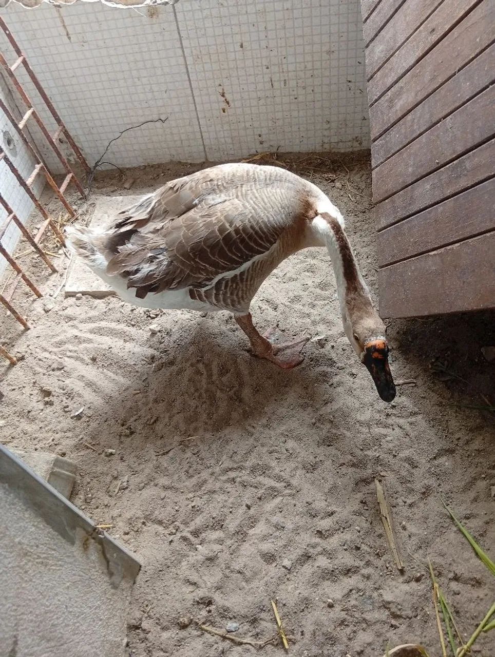 Cisne africano original  - Foto 2