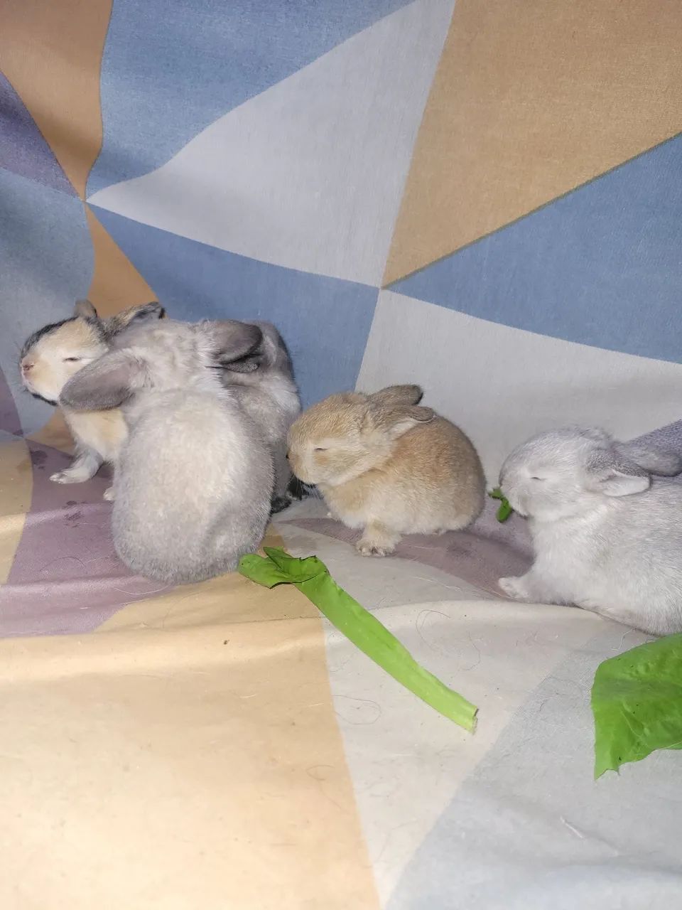Coelho filhote Holland lop - Foto 3