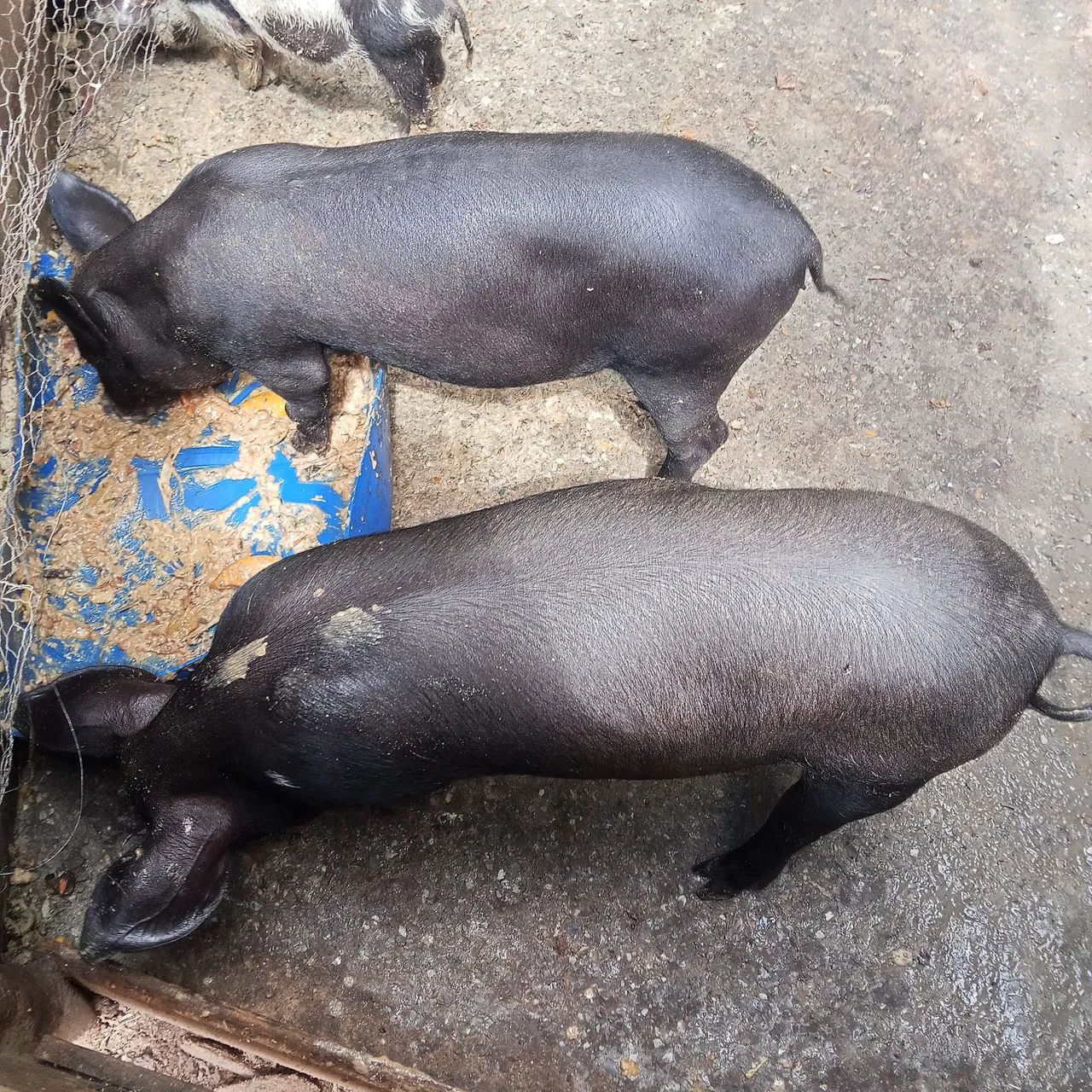 Leitoas 