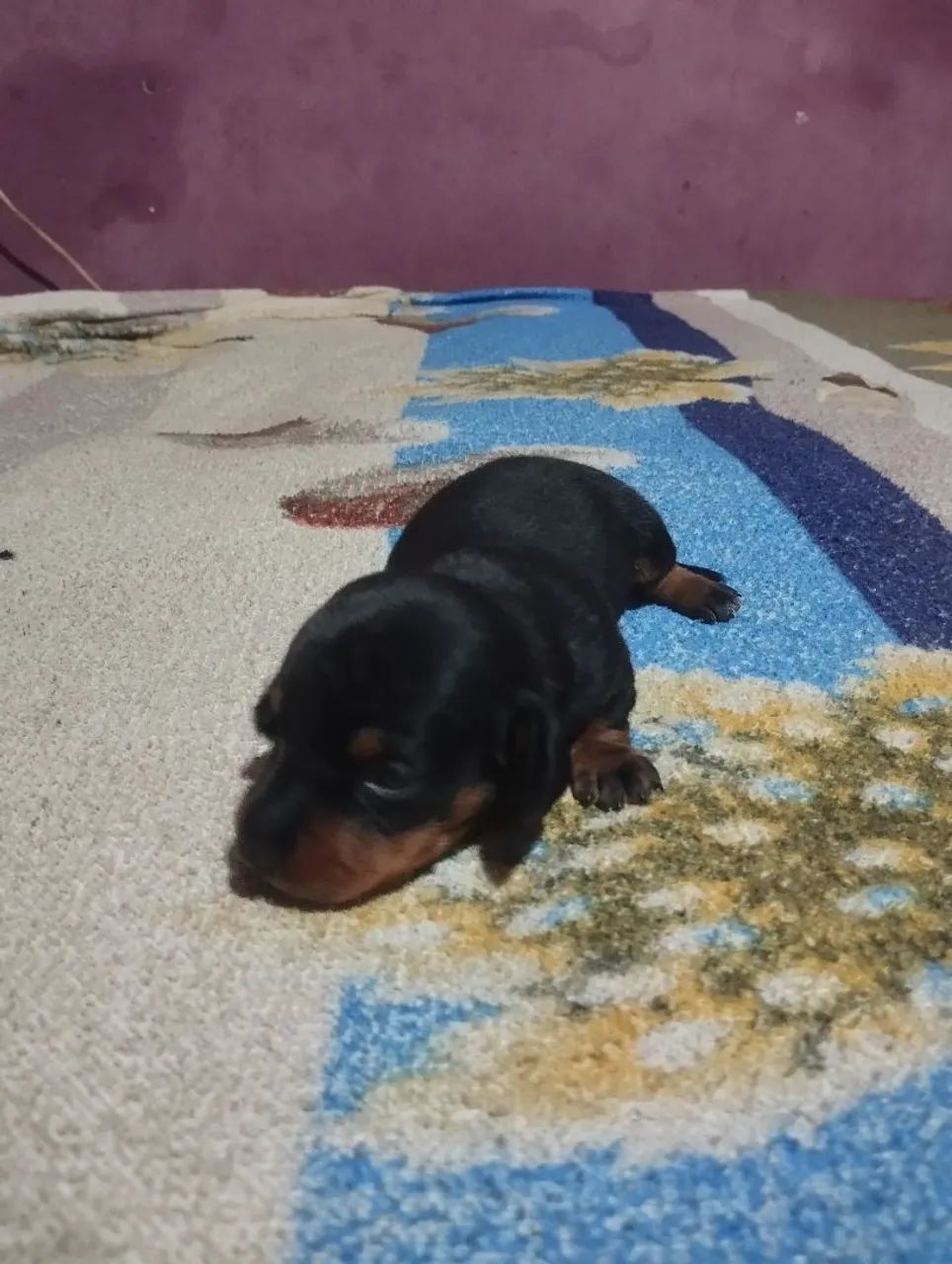 Cachorro  - Foto 3