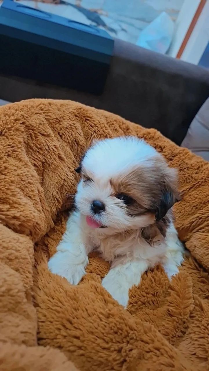 FILHOTE STHIZU  - Foto 3