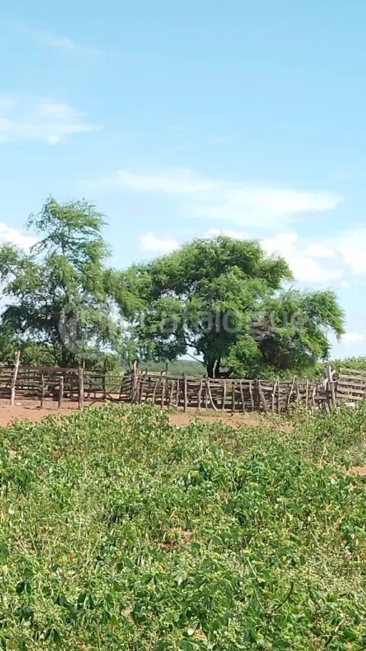Fazenda em Afonso Bezerras 562 Ha - Foto 5