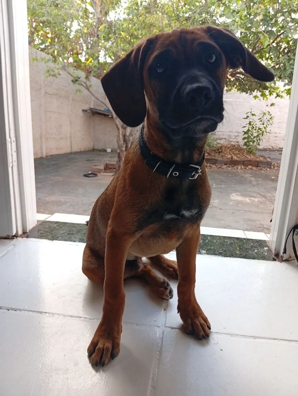 2 cachorros macho para adoção  - Foto 4