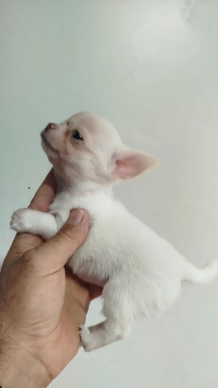 Chihuahua  - Foto 4