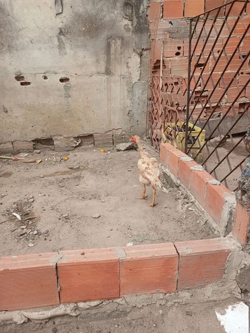 Galinha  - Foto 4