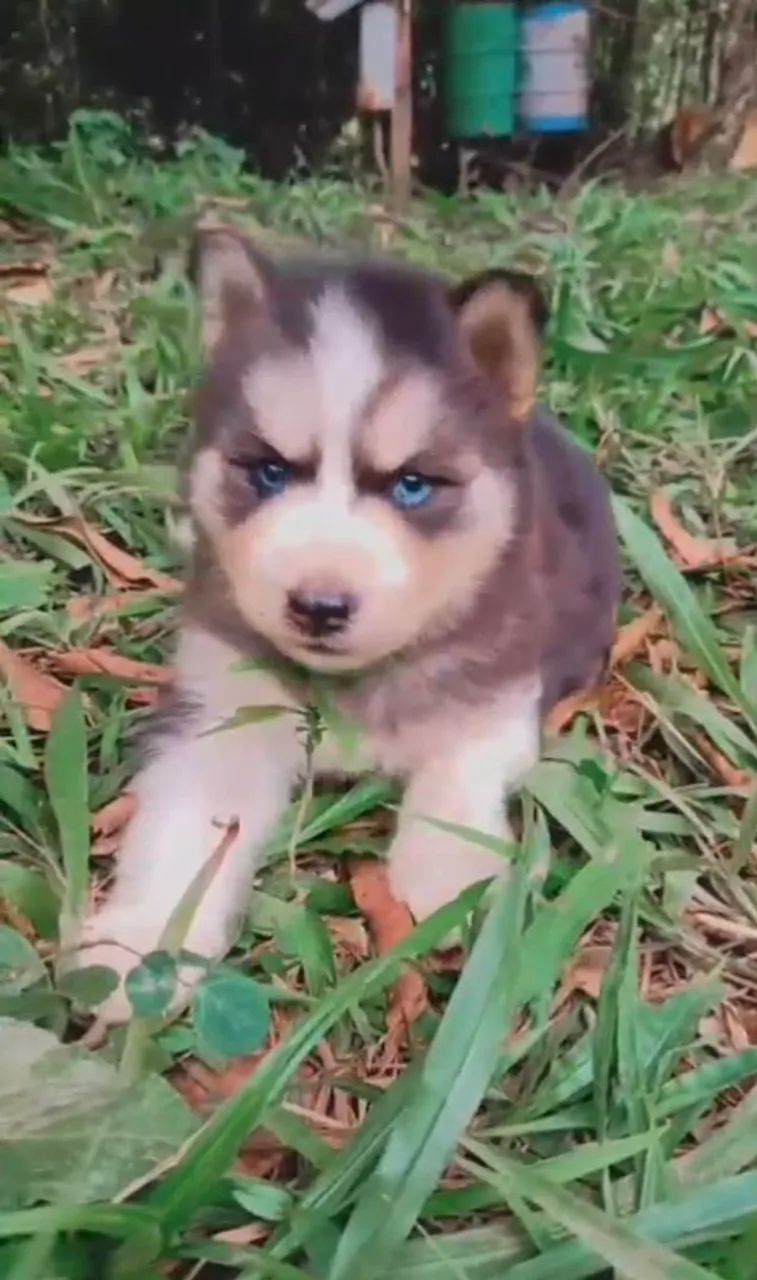 Husky macho disponíveis a pronta entrega