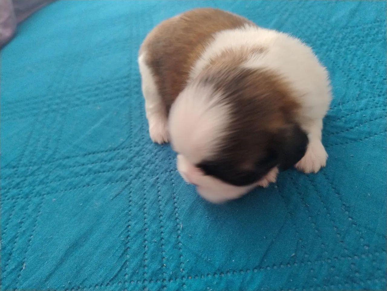 Shi Tzu  - Foto 3