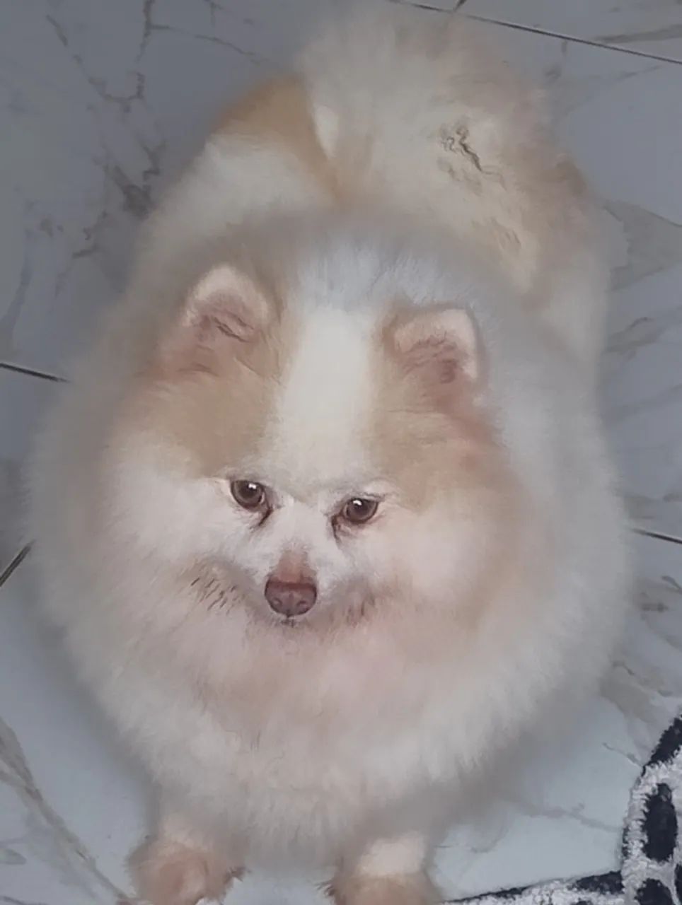 Lulu da pomeranea