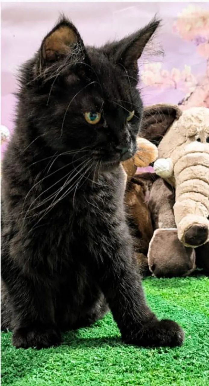 Maine Coon