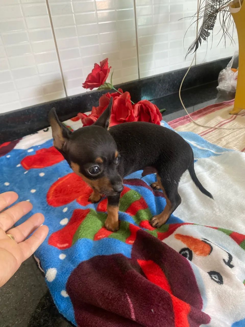 Pinscher Machinho  - Foto 3