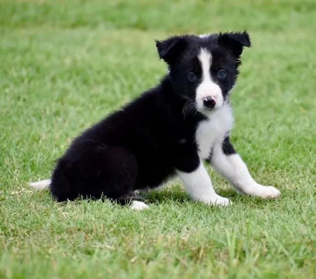 Filhotes de Border Collie | Encanto que brilha sempre