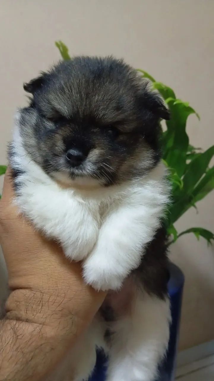 Spitz alemão anão  - Foto 3