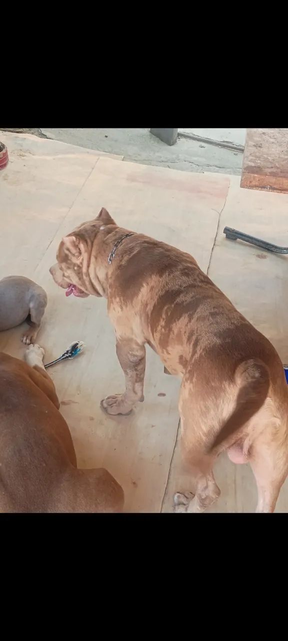 Cachorro  - Foto 2