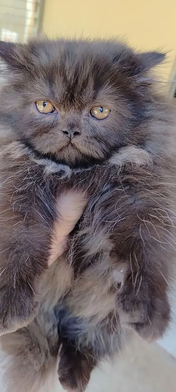 Filhote de persa a pronta entrega 