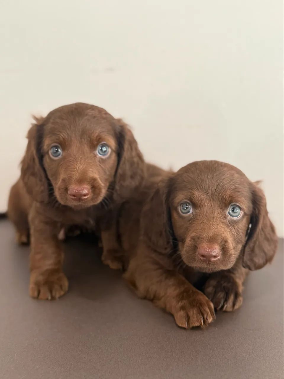 dachshund pelo longo 