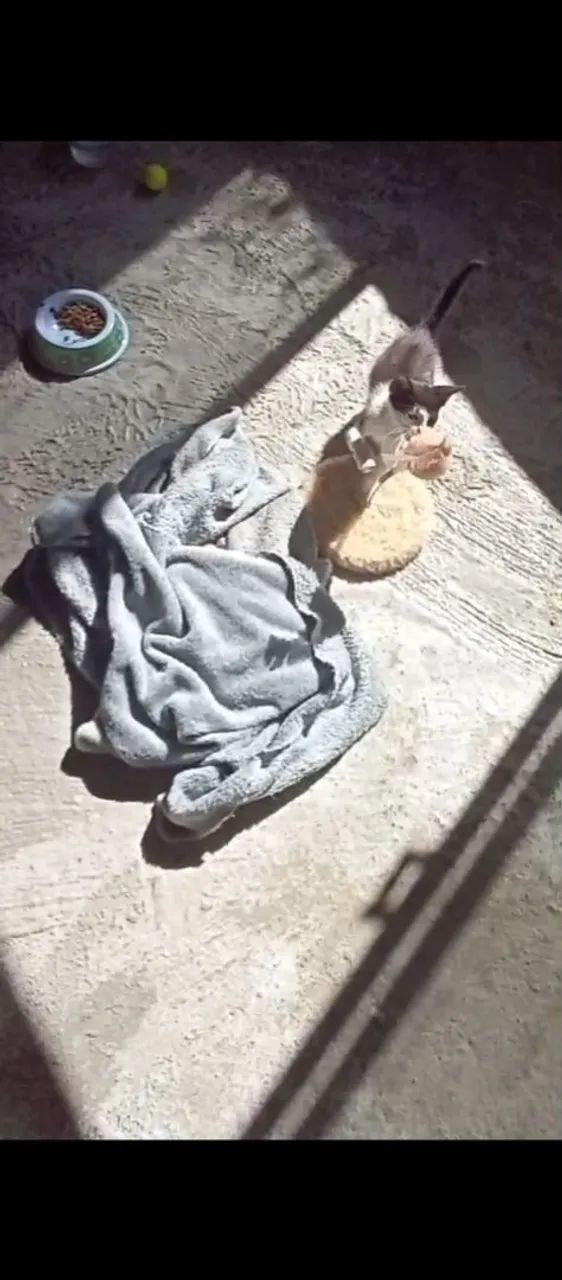 Gatinho para doação - Foto 2