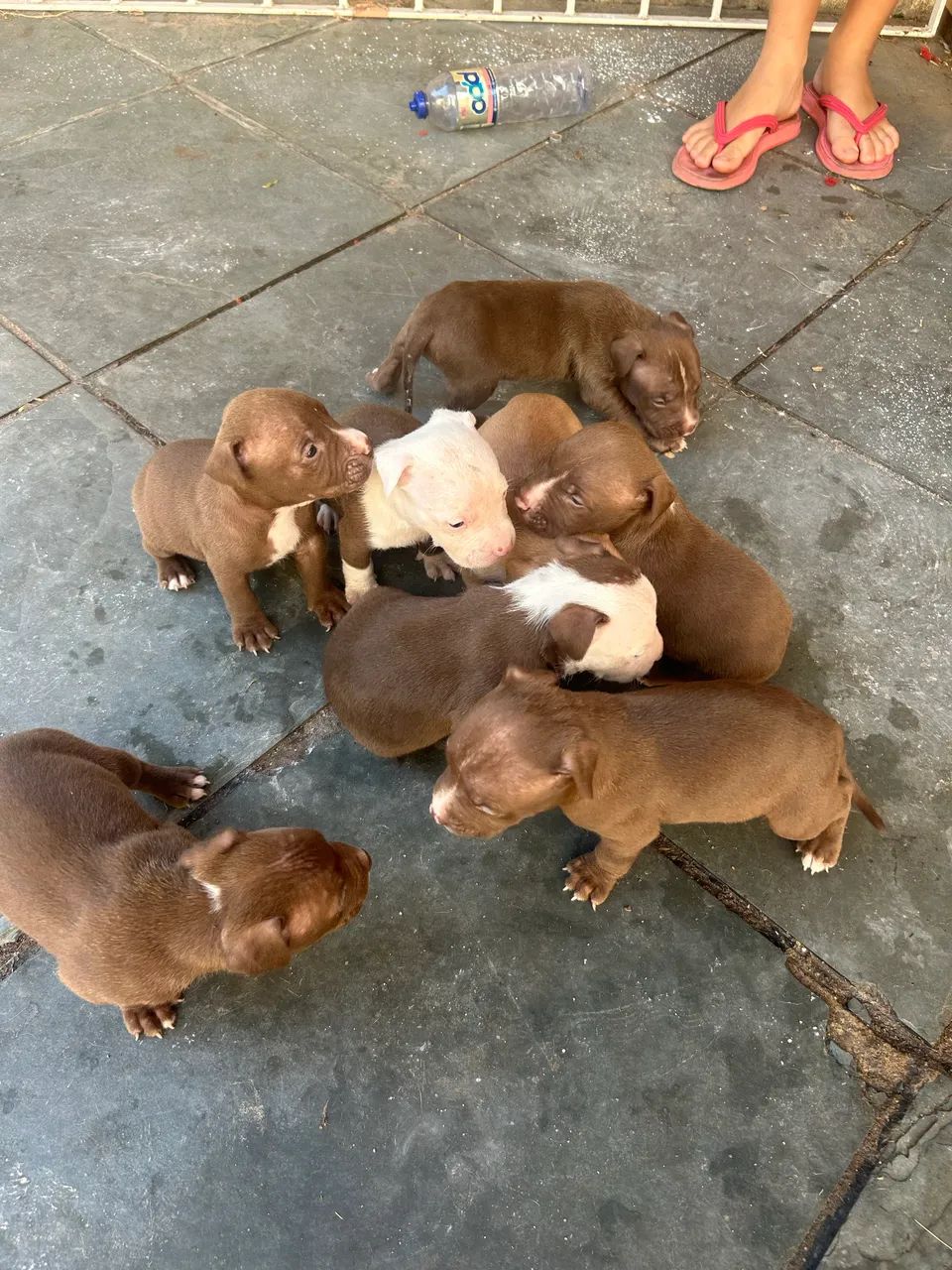 Pitbull  - Foto 5
