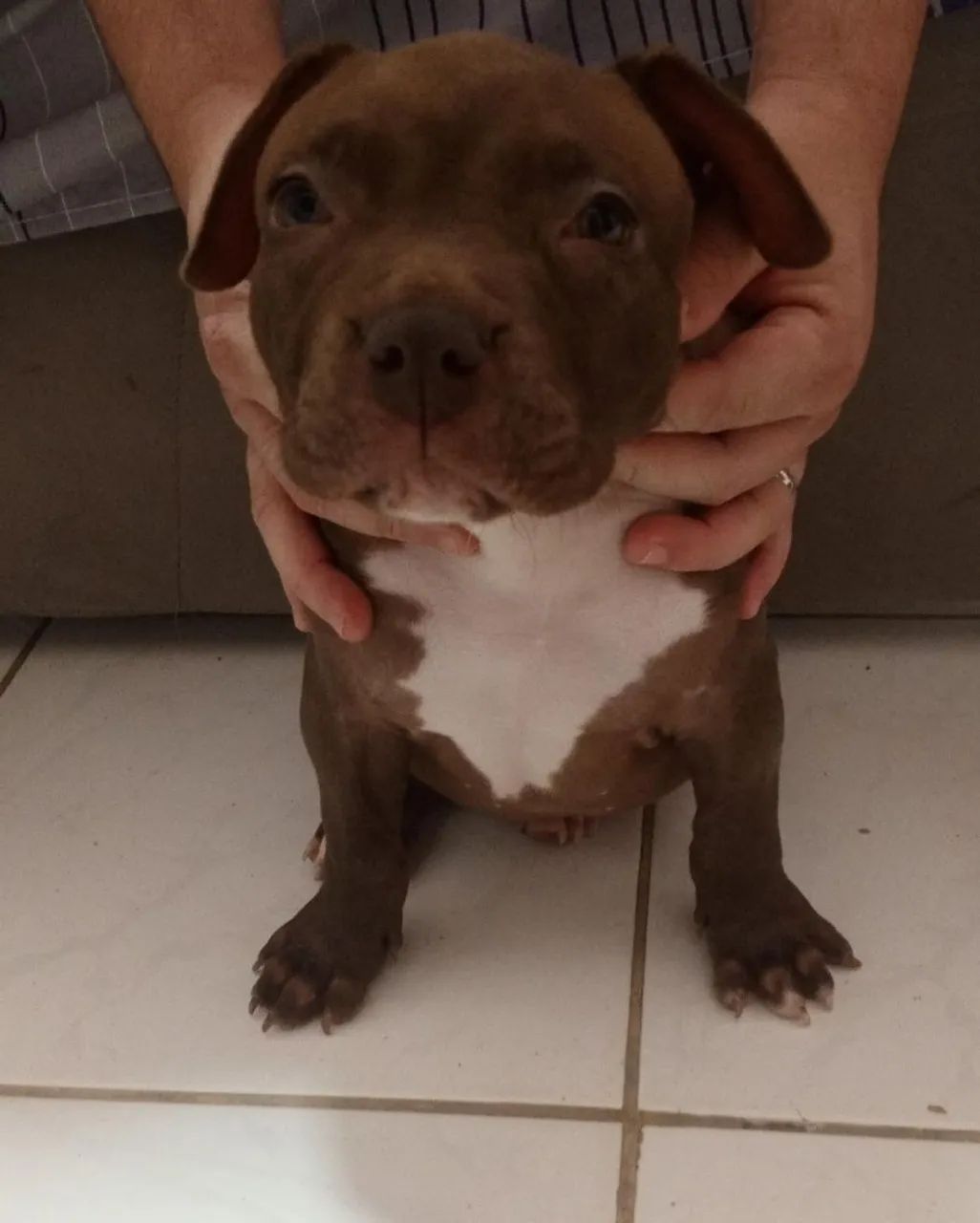 Vende-se filhote de Pitbull Monstro  - Foto 4