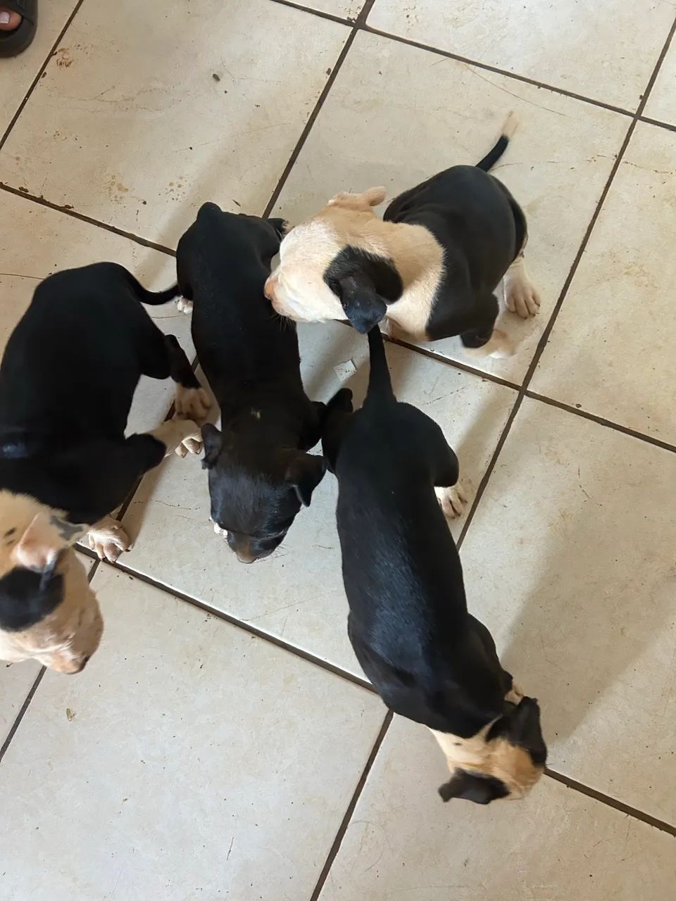 Pit Bull  - Foto 2