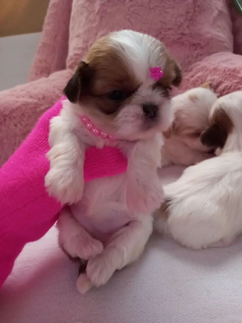 Shih Tzu Toy - Foto 2