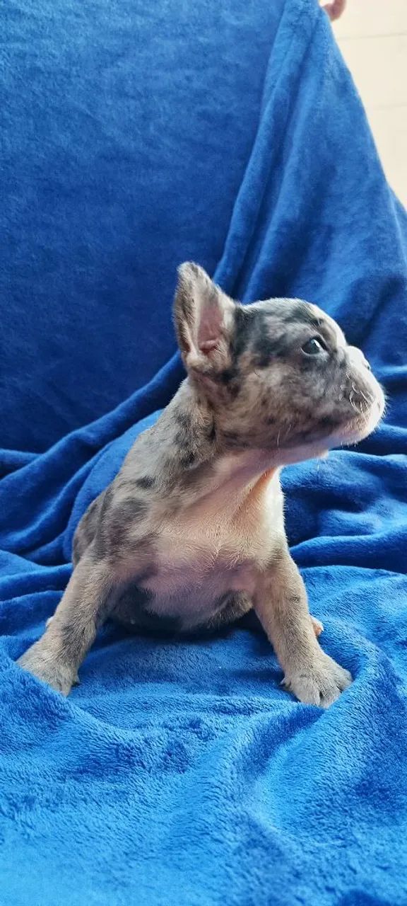 Bulldog Francês  - Foto 3